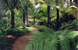 Tropical Garden and swimming pool area - click for larger picture